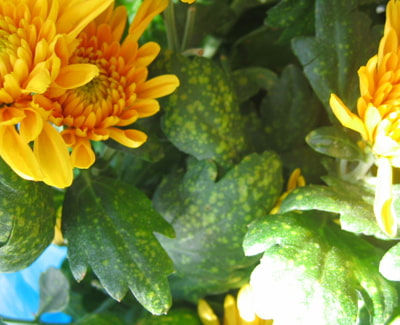BIALA RDZA CHRYSANTEMY